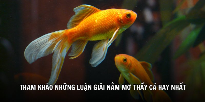 Tham khảo những luận giải nằm mơ thấy cá hay nhất.